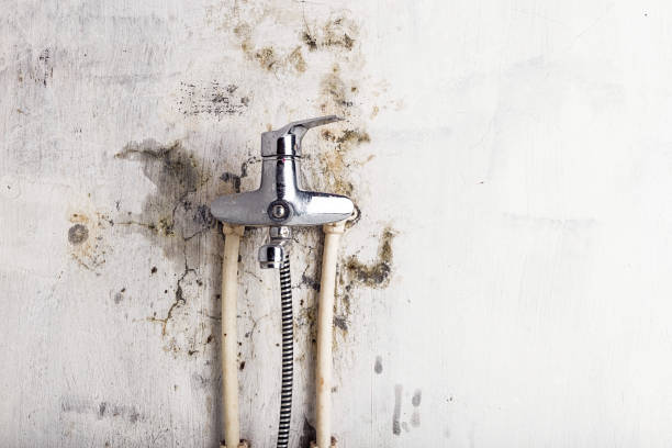Best Best Mold Removal Companies  in Brooklyn, WI