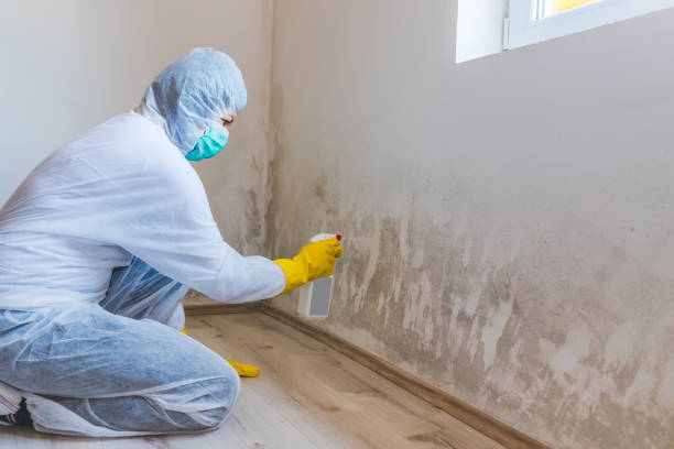 Mold Testing and Removal in Brooklyn, WI