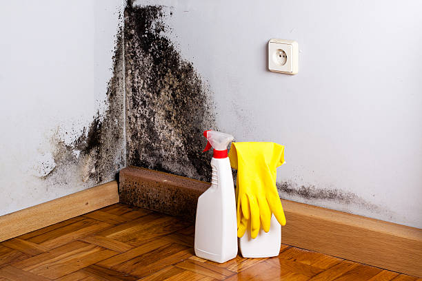 Best Black Mold Removal  in Brooklyn, WI
