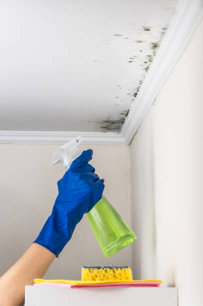 Best Local Mold Removal Service  in Brooklyn, WI