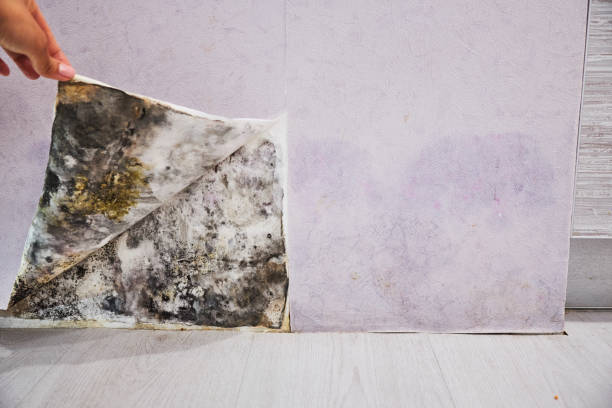 Best Mold Damage Repair  in Brooklyn, WI